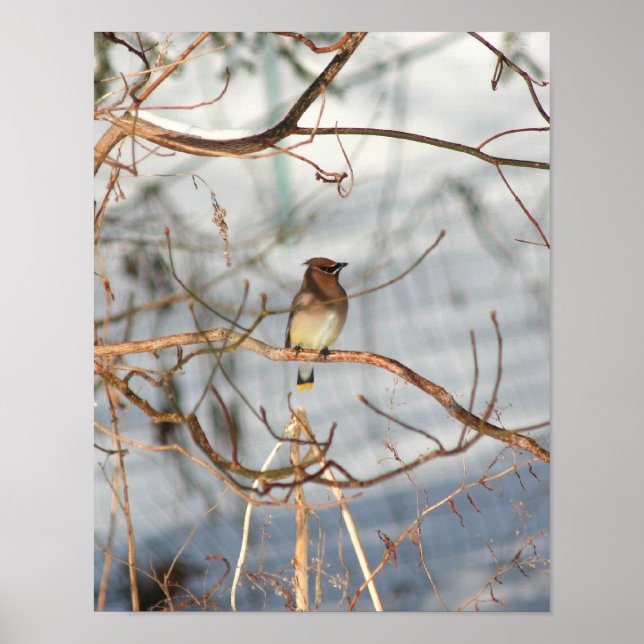 Póster El Lavado De Cedros En Animales De Invierno (Frente)