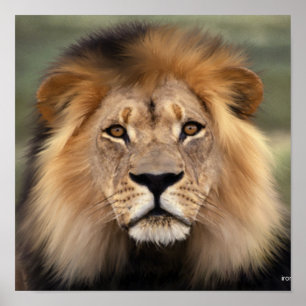 Póster El León