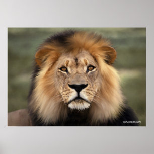 Póster El león