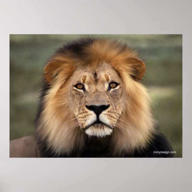 Póster El león (Frente)