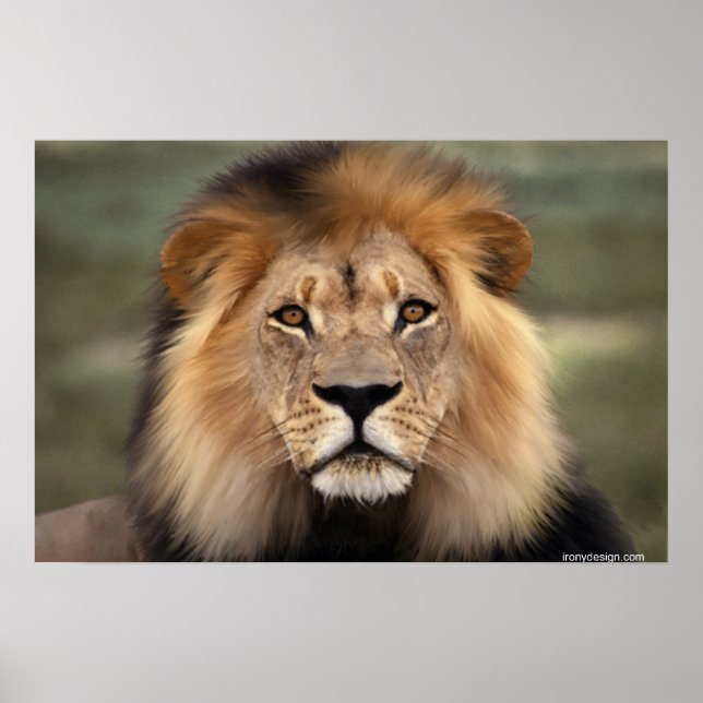 Póster El León (Frente)