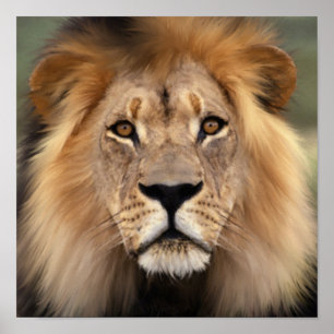 Póster El León