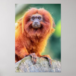 Póster El León de Oro Tamarin encaramado en el registro d