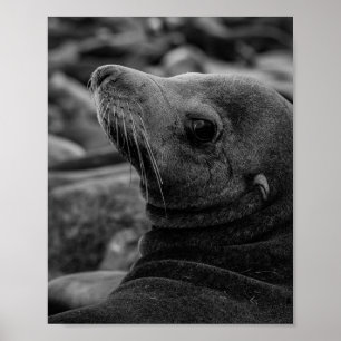 Póster El León del Mar mirando hacia atrás - Una linda fo