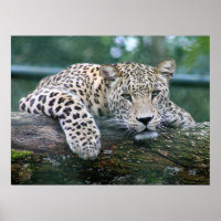 El Leopardo De La Vida Salvaje Que Se Encuentra En