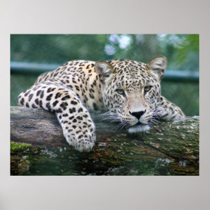 Póster El Leopardo De La Vida Salvaje Que Se Encuentra En