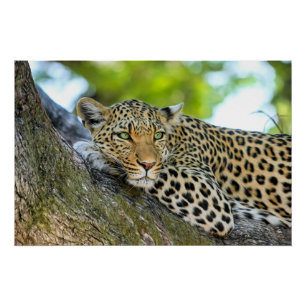 Póster El leopardo descansando en un árbol