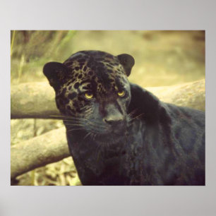 Póster El leopardo negro en lo salvaje