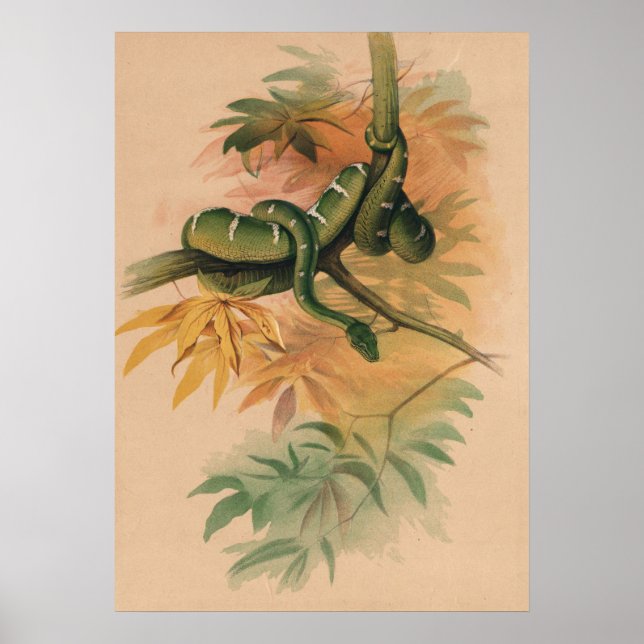 Póster El libro verde de Joseph Wolf (Frente)