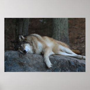 Póster El lobo el dormir