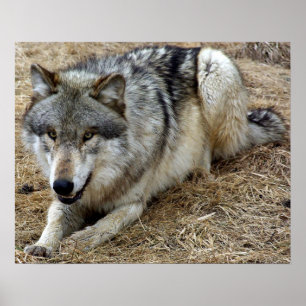 Póster El lobo lúdico