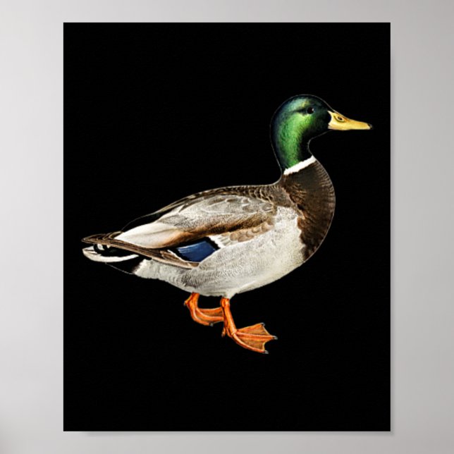 Póster El logo del bolsillo del pato de Mallard Drake