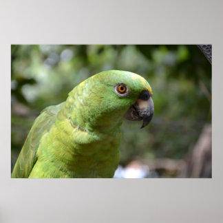 Póster El loro curioso