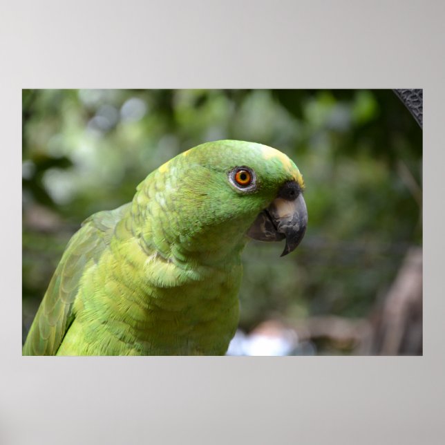 Póster El loro curioso (Frente)