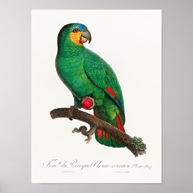 Póster El loro de alas anaranjadas (Frente)