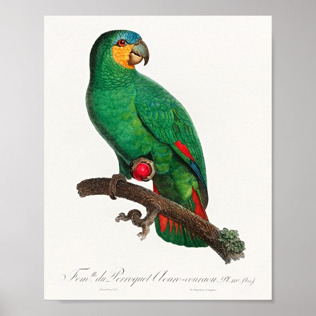 Póster El loro de alas naranjas (Frente)