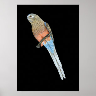 Póster El loro de Bourke - bourkii de Neophema