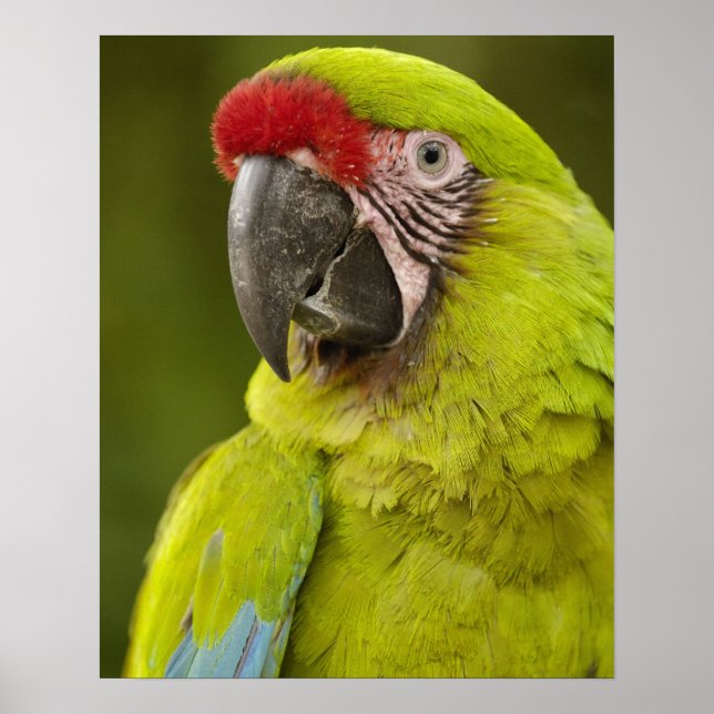 Póster El macaw militar (Ara militaris) CAPTIVO. Amazon (Frente)