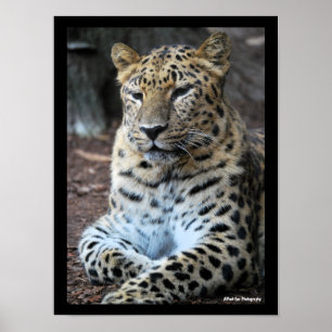 Póster El magnífico leopardo