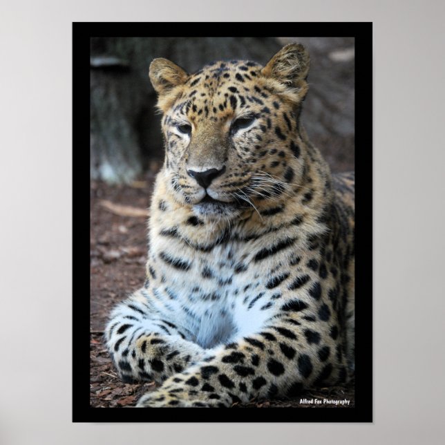 Póster El magnífico leopardo (Frente)