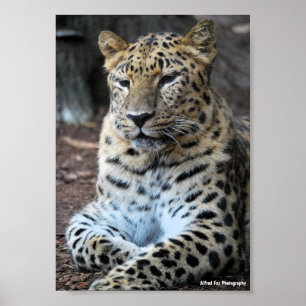 Póster El magnífico leopardo