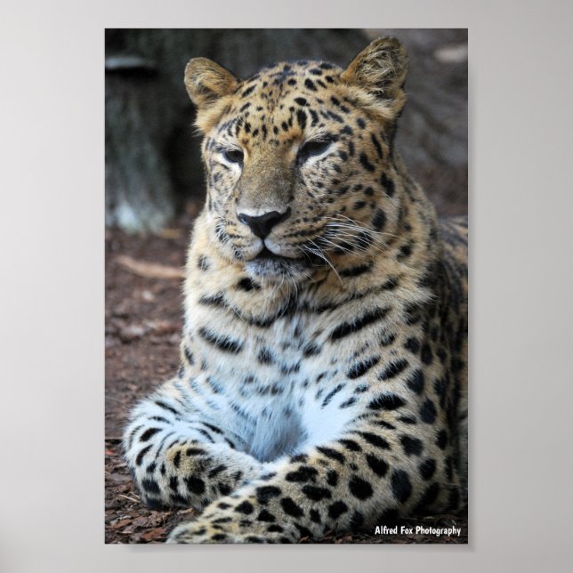 Póster El magnífico leopardo (Frente)