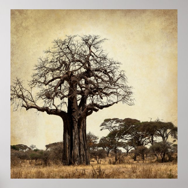 PÓSTER EL MAJÉTICO ÁRBOL DE BAOBAB EN ÁFRICA (Frente)