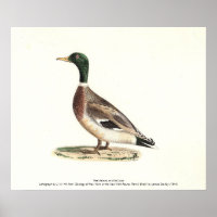 El mallard o el pato salvaje (Anas platyrhynchos)