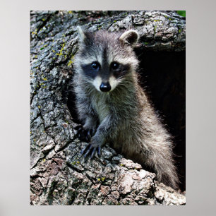 Póster El mapache en el Den