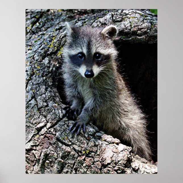 Póster El mapache en el Den (Frente)