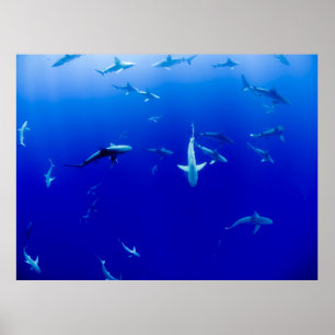 PÓSTER EL MAR