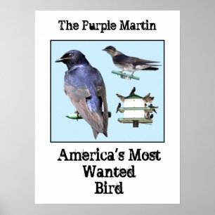 Póster El Martin púrpura