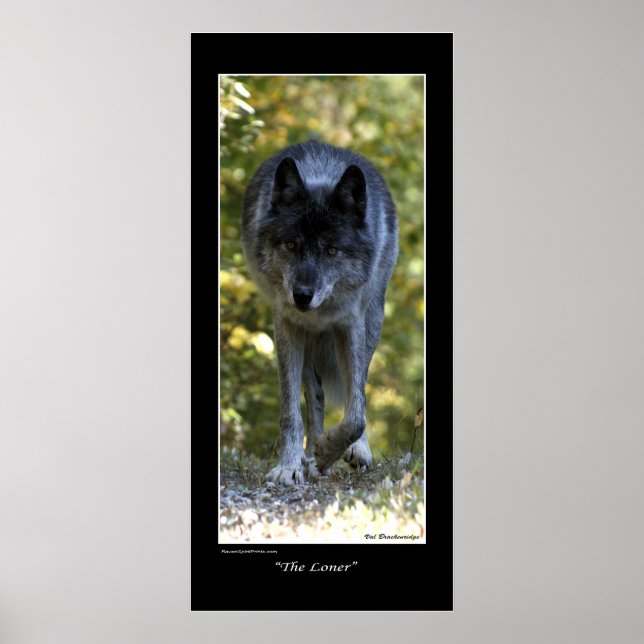 Póster "El más largo" Poster fotográfico Gray Wolf (Frente)