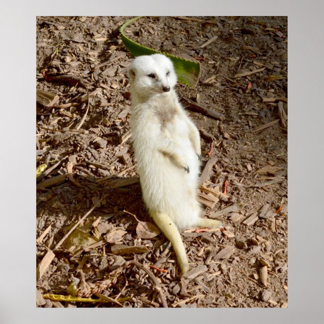 Póster El Meerkat Blanco Parado En El Sol, (Frente)