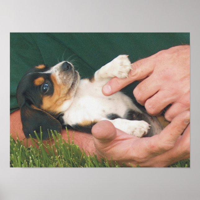 Póster El mejor amigo del hombre (Frente)