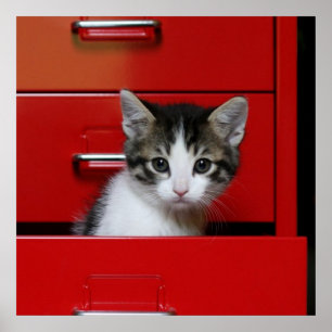Póster El mirar a escondidas del gatito