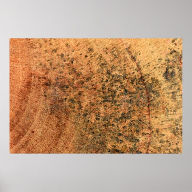 Póster El molde que crece en la superficie de madera marr (Frente)