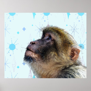 Póster El Mono Mira El Fondo De Pantalla Moderno De Media