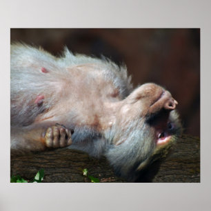 Póster El mono sólo se enfría