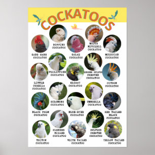 Póster El mundo de los Cockatoos - Poster impreso - B2 y