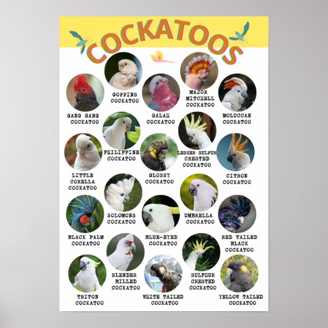 Póster El mundo de los Cockatoos - Poster imprimible - B2 (Frente)