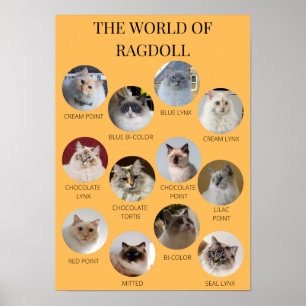 Póster El mundo de Ragdoll, A3 o más pequeña