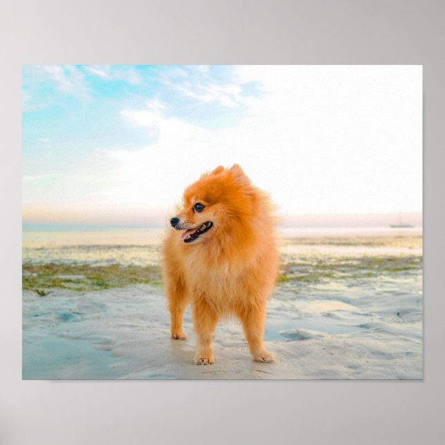 Póster El Naranja dulce Pomeranian en arena en la playa (Frente)