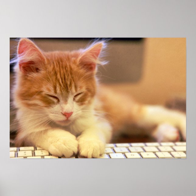 Póster El Naranja Kitten se queda dormido (Frente)