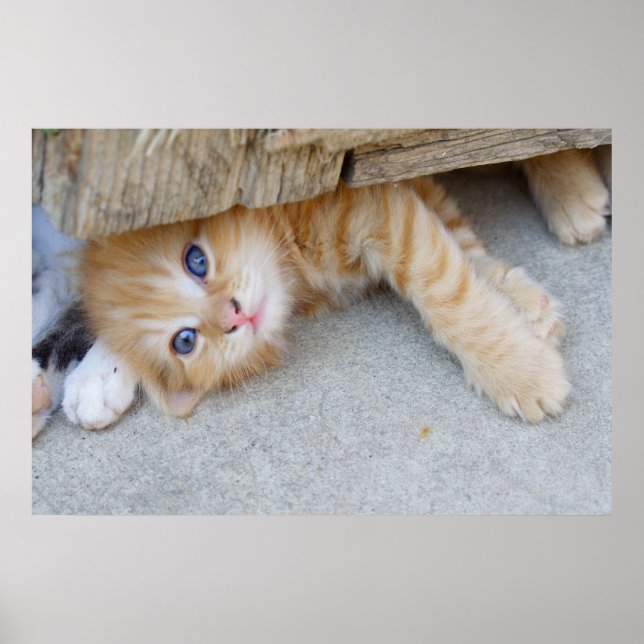 Póster El Naranja Tabby Kitten (Frente)