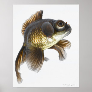 Póster El negro amarra el goldfish (auratus del