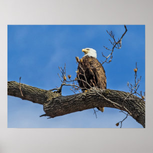 Póster El noble águila calva