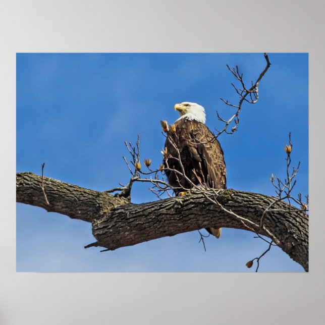 Póster El noble águila calva (Frente)