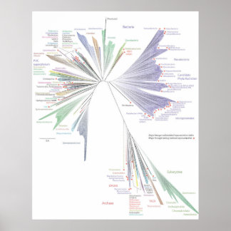 Póster El Nuevo Árbol Del Poster De La Vida (GRANDE)