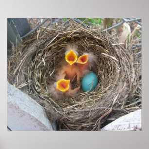 Póster El nuevo nacimiento de la primavera